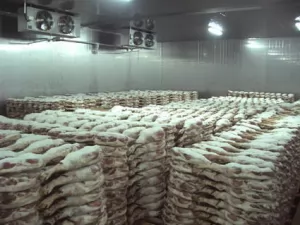 Mengenal Ruang Pendingin dalam Dunia Industri Rumah Potong Ayam